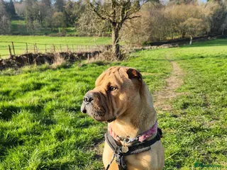 Mixed Breed dogs Gorgeous bullpei needs a new home - Advert 1
