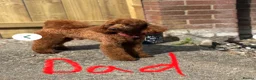 Cavapoo dogs for sale: F1b Cavapoo - Advert 19