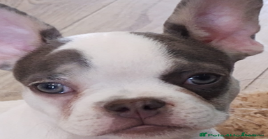 French Bulldog dogs - Advert 14