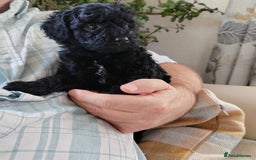 Cavapoo dogs for sale: TOY CAVAPOO DNA TESTED PARENTS AND GRANDPARENTS  - Image 8