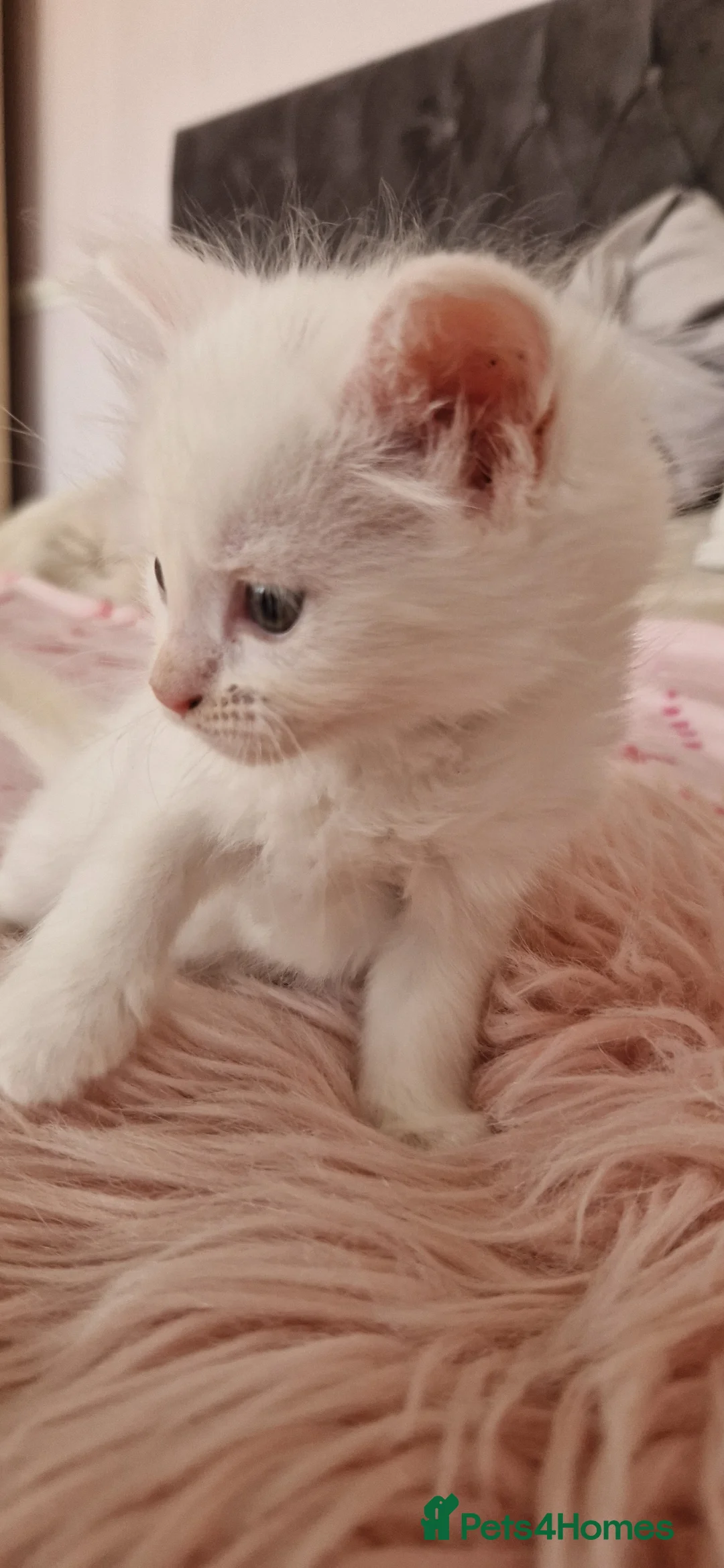Mixed Breed cats for sale: Fluffy gorgeous soft fur kittens looking for 🏡  in Ipswich - Advert 30