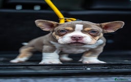 American Bully dogs for sale: Micro exotic bully’s  - Image 17