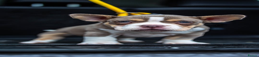 American Bully Puppy 2