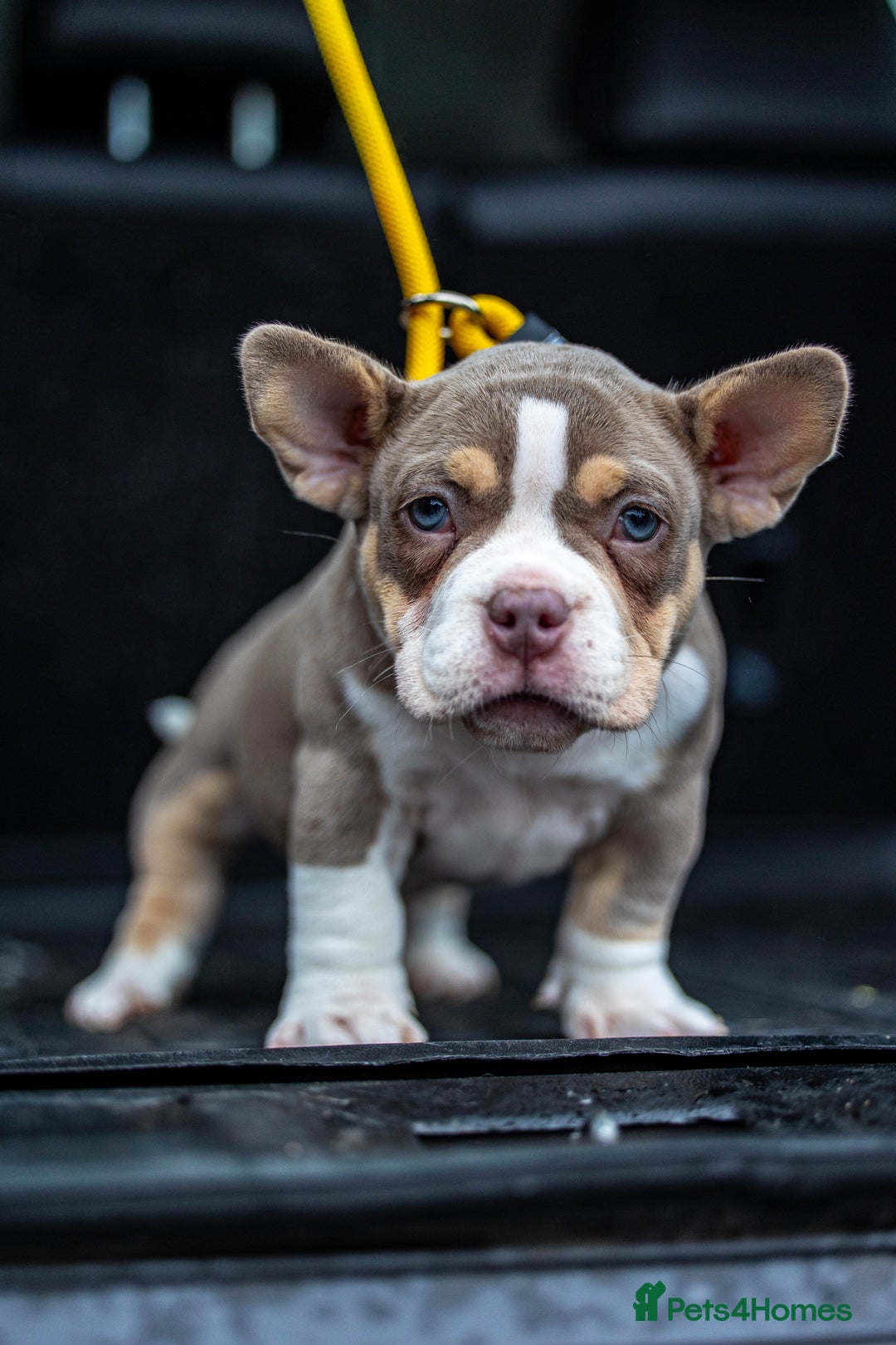 American Bully dogs for sale: Micro exotic bully’s  - Image 17