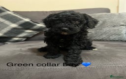 Miniature Poodle dogs for sale: 3 miniature poodles remaining  - Image 5