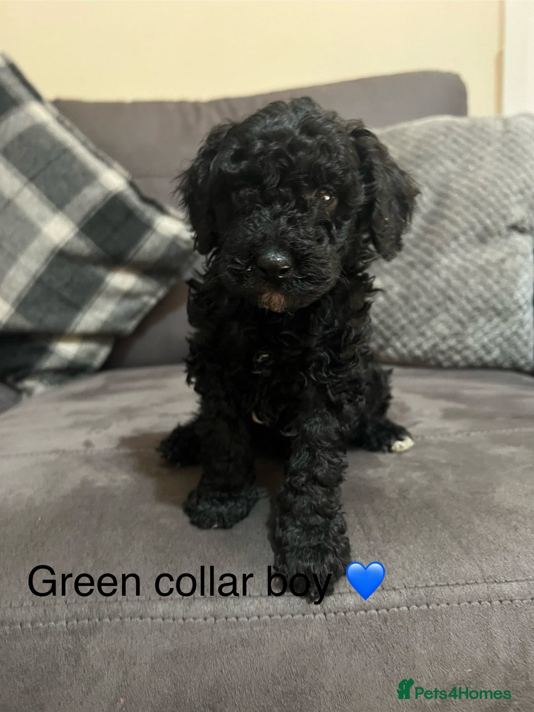 Miniature Poodle dogs for sale: 3 miniature poodles remaining  - Image 5