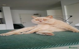 Brazilian Shorthair cats for stud: Cream British Shorthair For Stud - Image 5