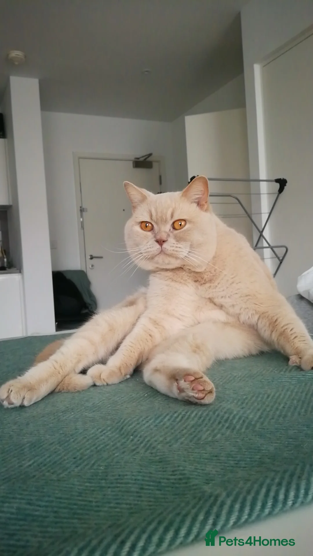 British Shorthair cats for stud: Cream British Shorthair For Stud - Advert 5