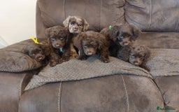 Cocker Spaniel dogs for sale: Cocker spaniel puppies  - Image 3