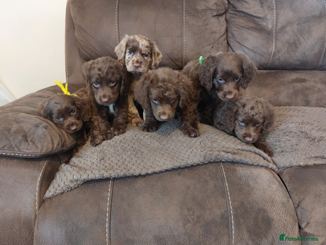 Cocker Spaniel dogs for sale: Cocker spaniel puppies  - Image 3