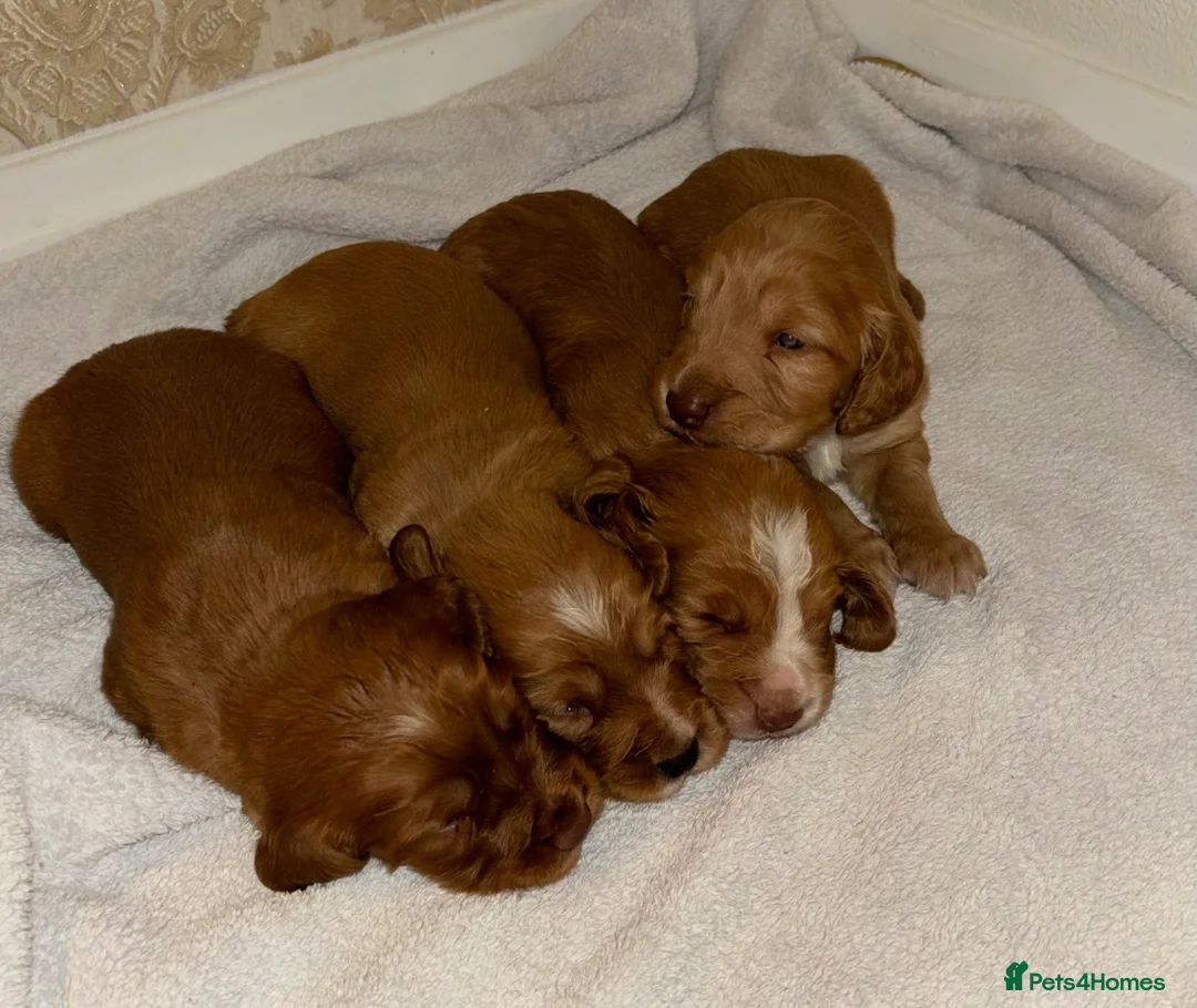 Cocker Spaniel dogs for sale: Working type cocker spaniel puppys - Advert 6