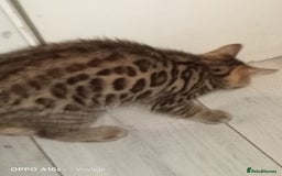 Bengal cats for sale: Best of Bengal - Image 6