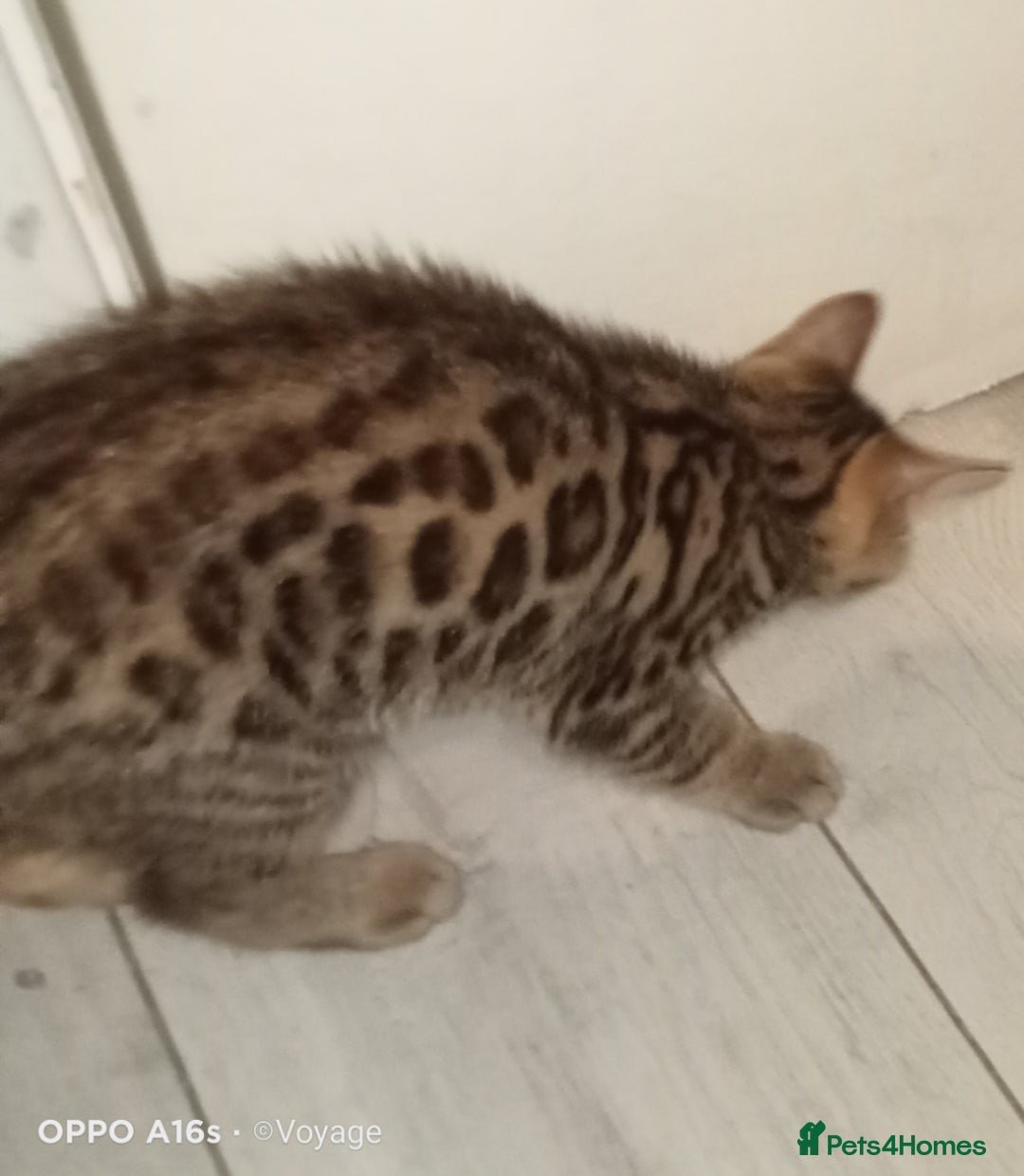 Bengal cats for sale: Best of Bengal - Image 6