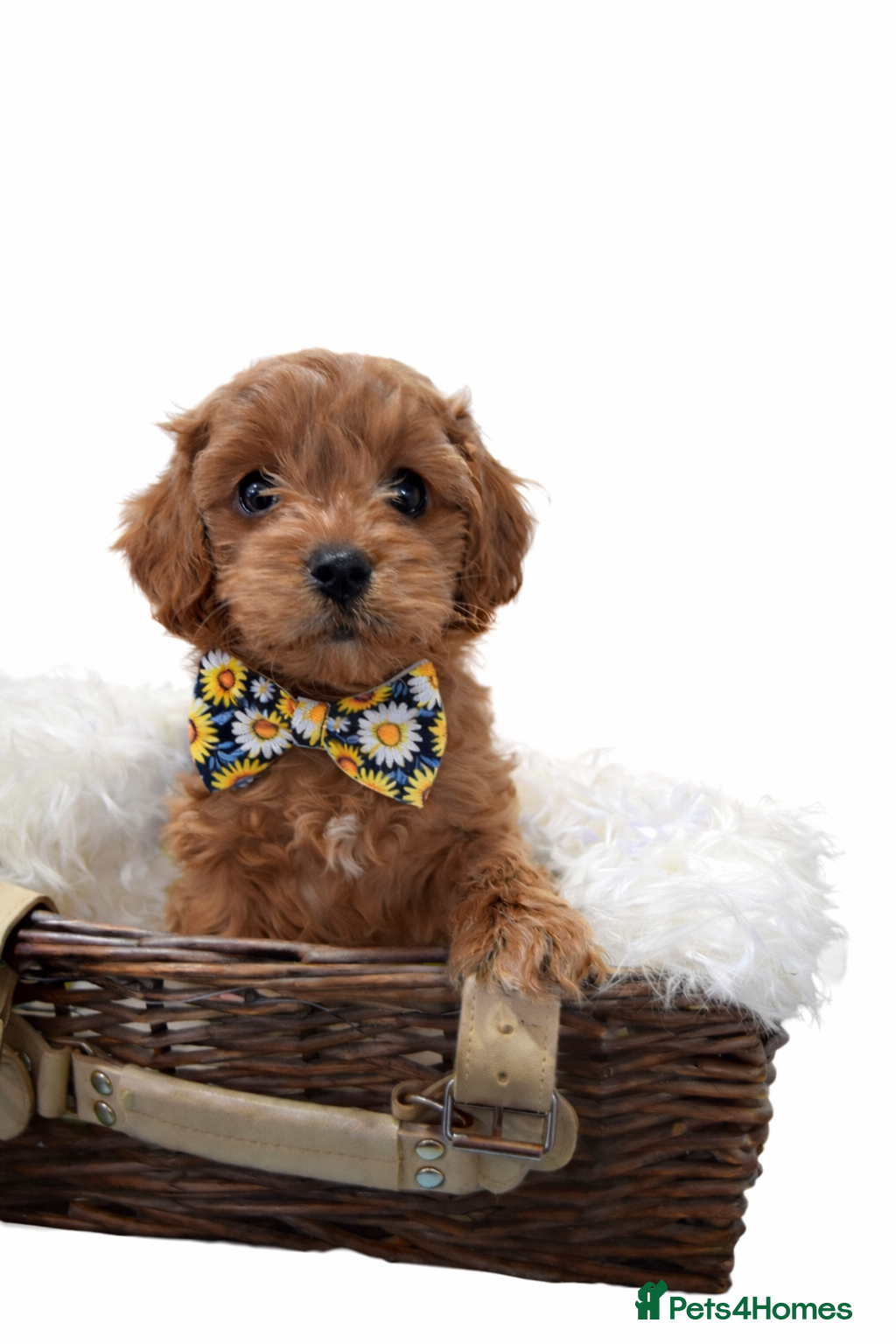 Cavapoo dogs Health tested fully vaccinated toy Cavapoo - Advert 18