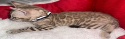 Bengal cats for sale: 🐆Bella's Bengals🐆 - Advert 34