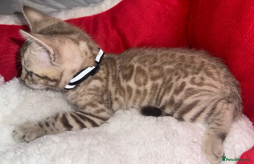 Bengal cats for sale: 🐆Bella's Bengals🐆 - Advert 34