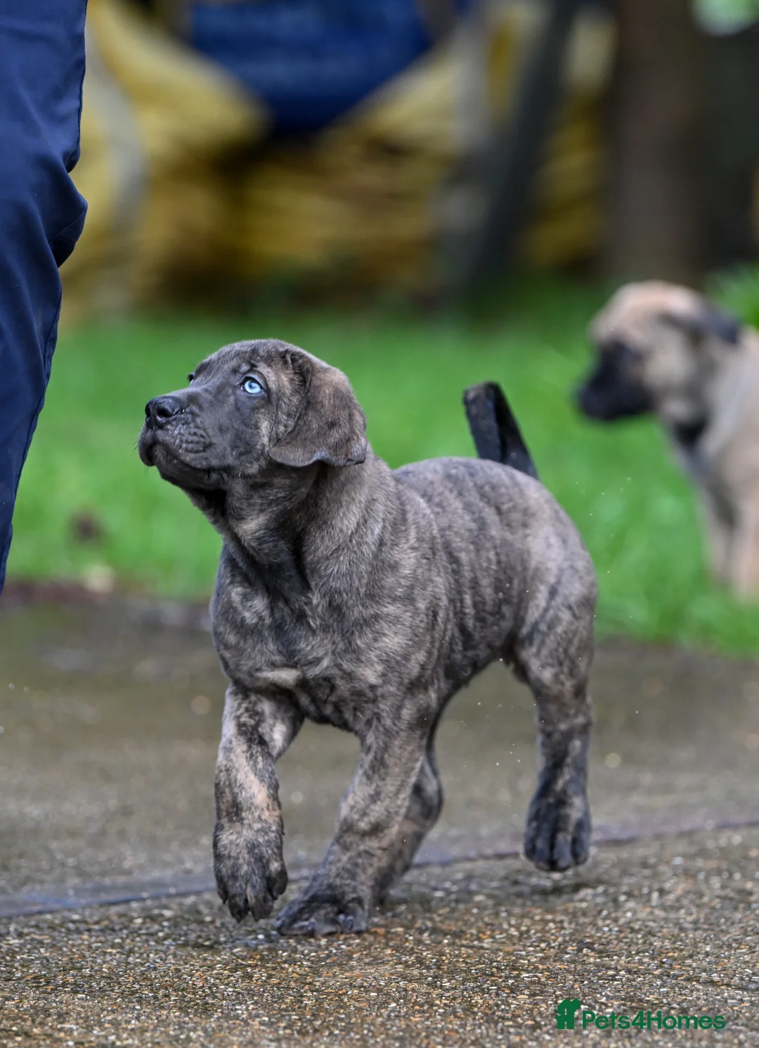 Presa Canario dogs for sale: Presa Canario Puppies - Advert 2