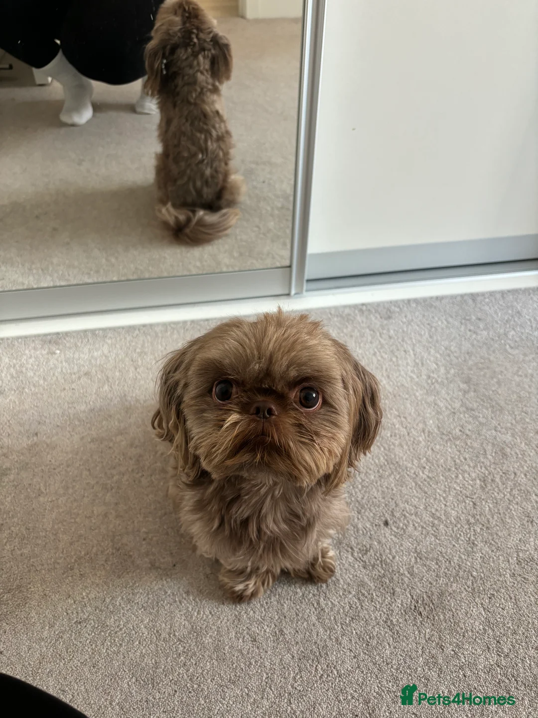 Shih Tzu dogs for stud: Chocolate Brown Imperial Shih Tzu Stud - Advert 4