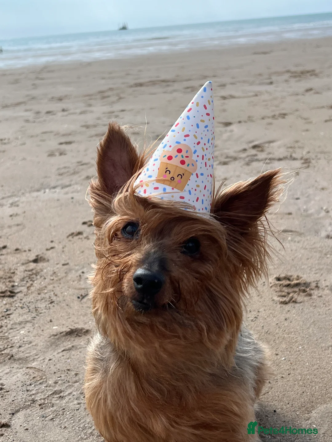 Yorkshire Terrier dogs for stud: Handsome Yorkie Buddy Available for Stud - Advert 5