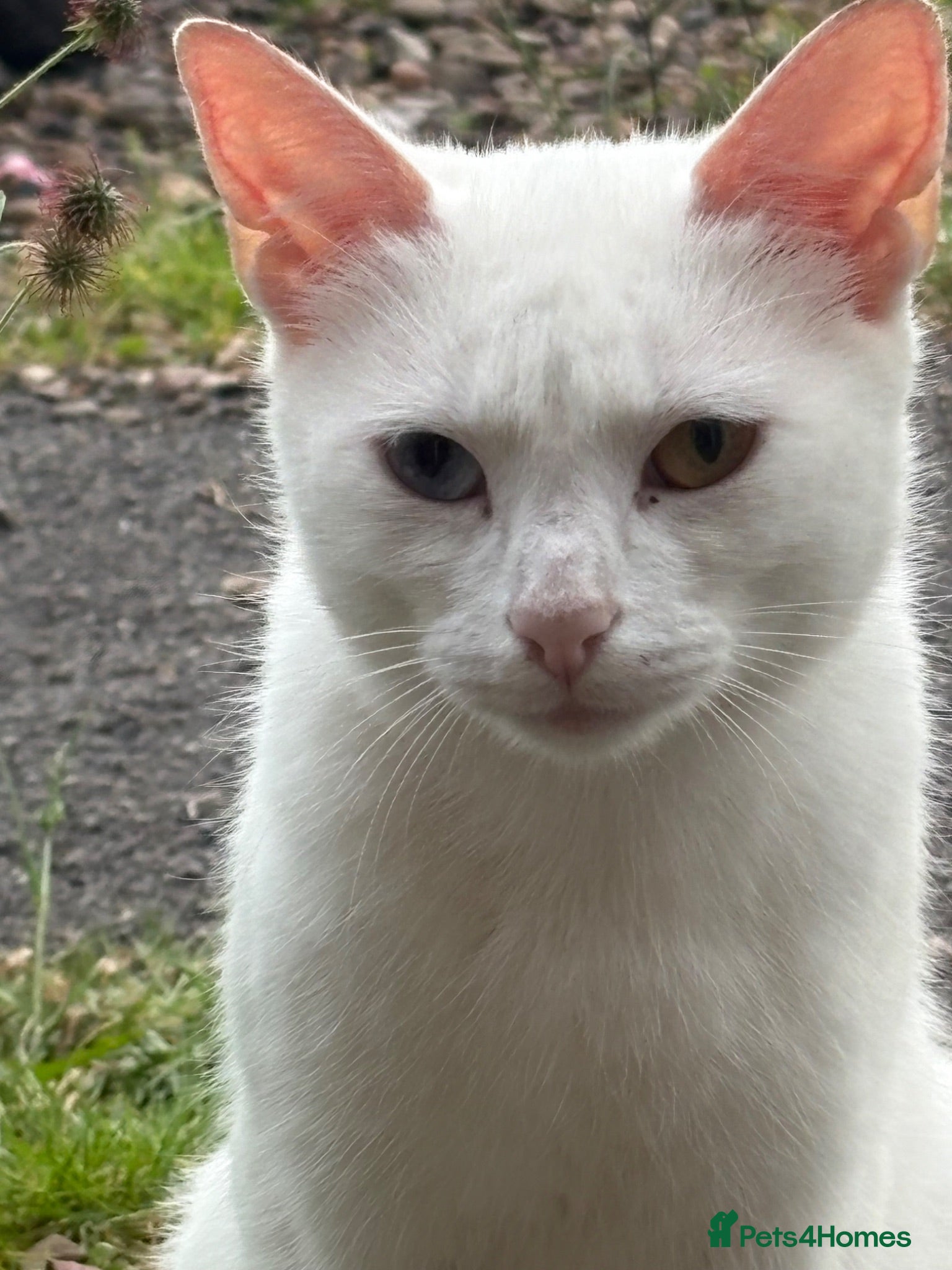 Mixed Breed cats White female 18 months old  - Advert 1