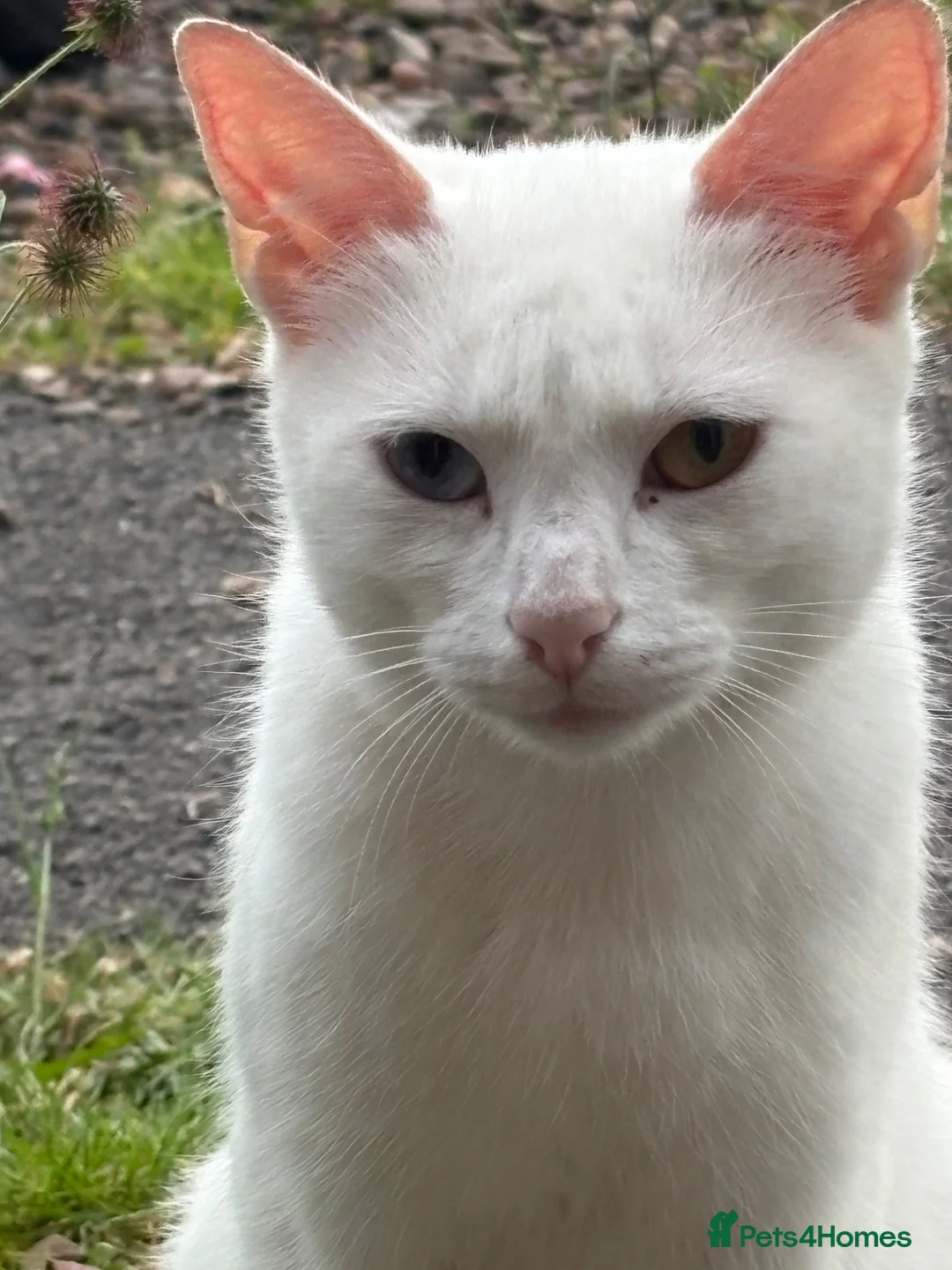 Mixed Breed cats for adoption: White female 18 months old  - Advert 1