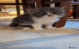 Persian cats for sale: Himalayan Persians - Image 10
