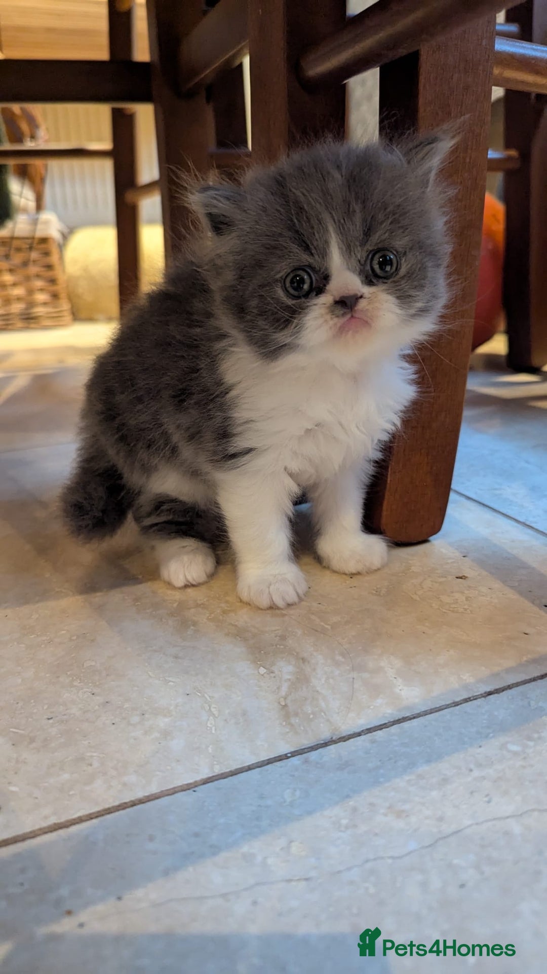 Persian cats for sale: Himalayan Persians - Image 10
