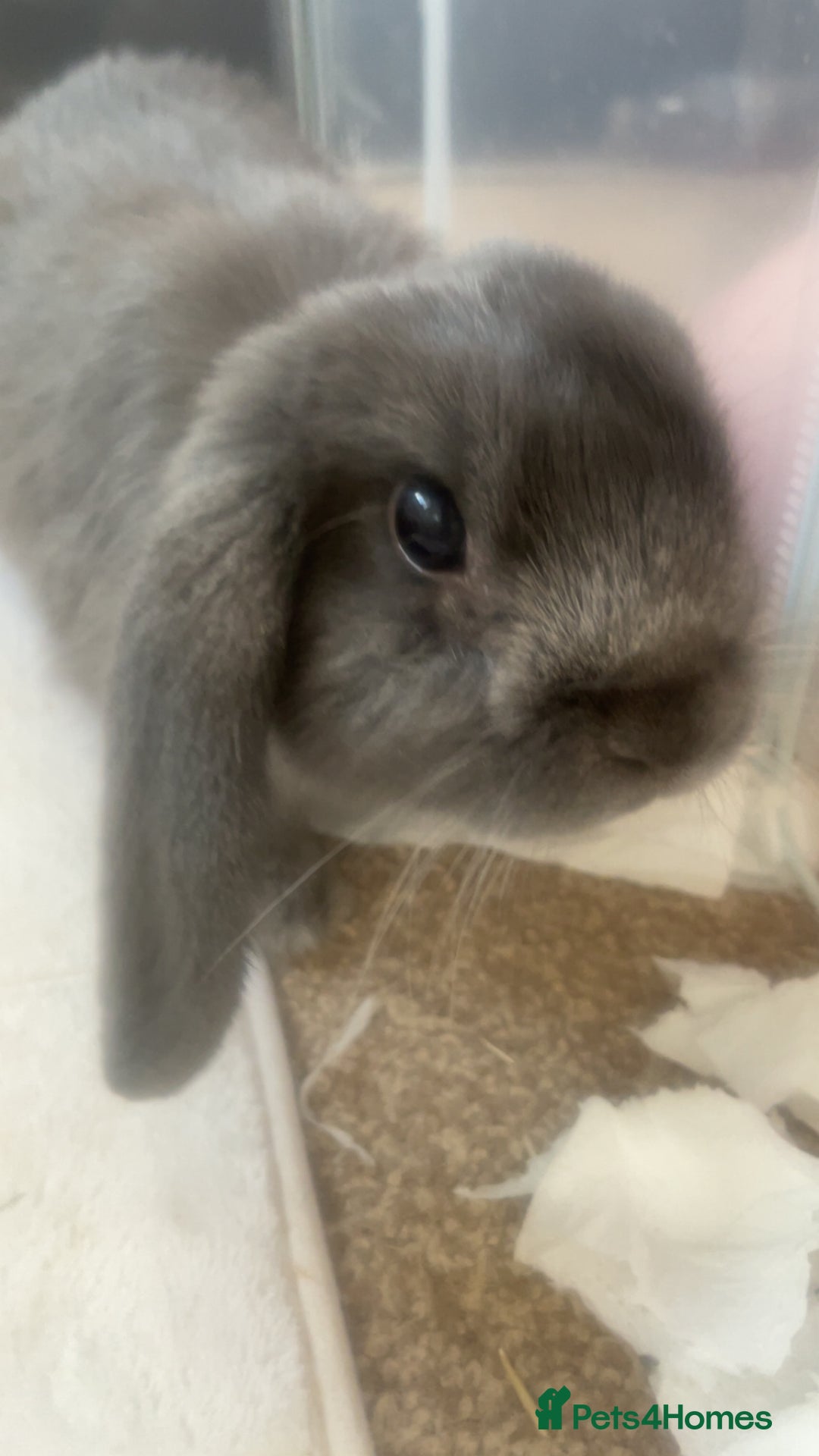Mini Lop rabbits for sale: gorgeous mini lop girl for sale! - Advert 2