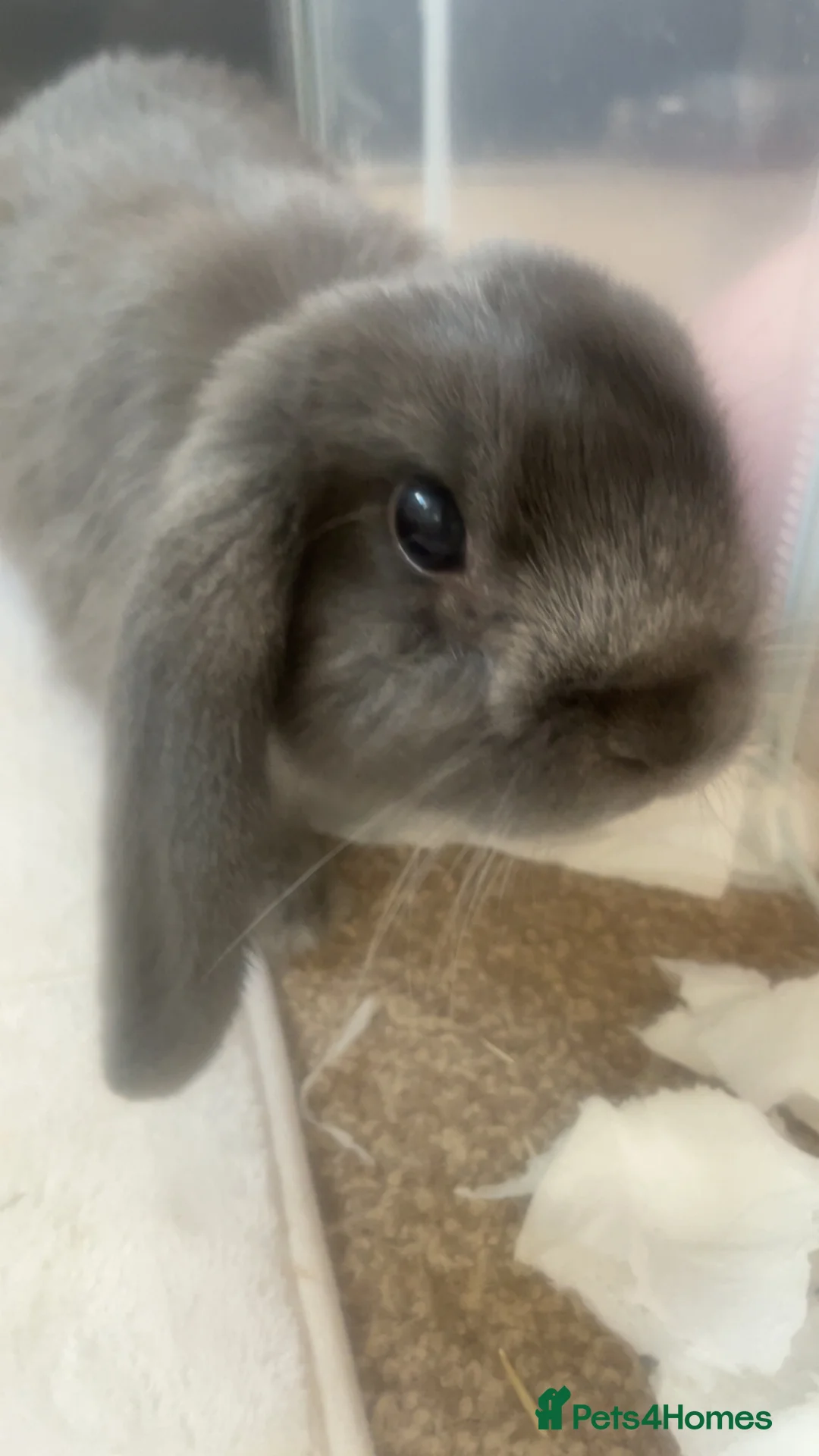 Mini Lop rabbits for sale: gorgeous mini lop girl for sale! - Advert 2