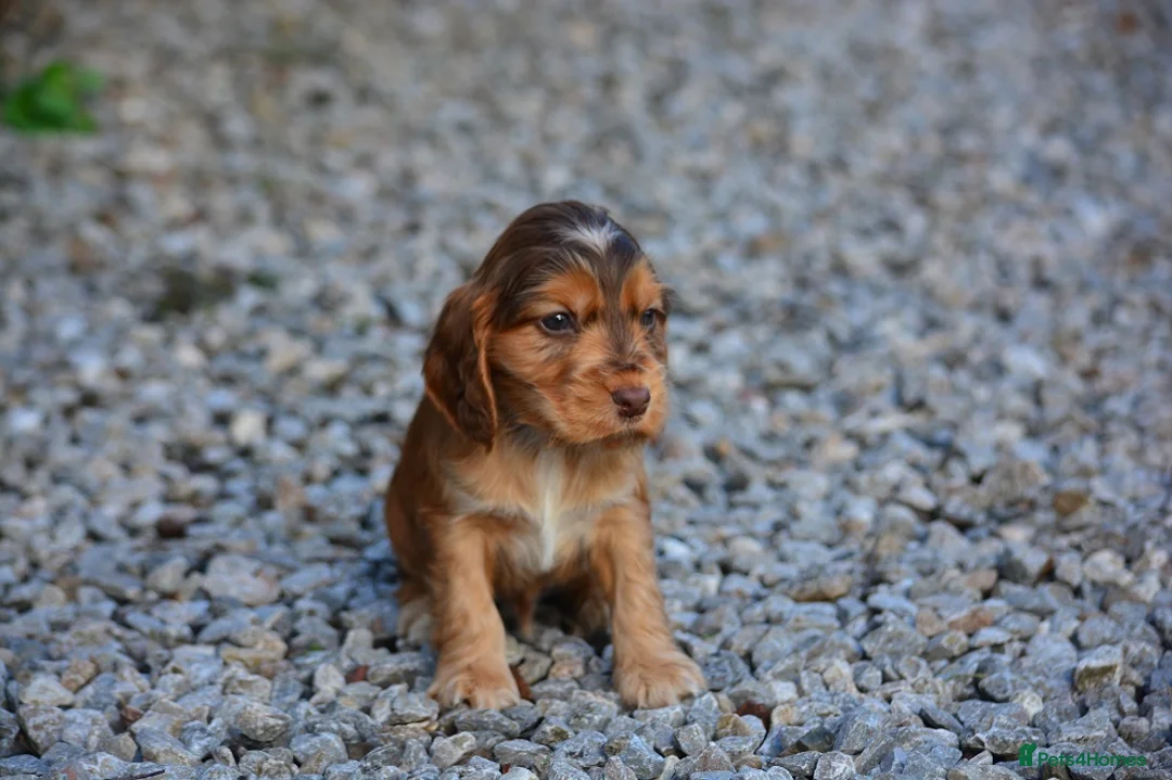 Cocker Spaniel dogs for sale: 5 Sable Cocker Spaniel Puppies - Advert 9