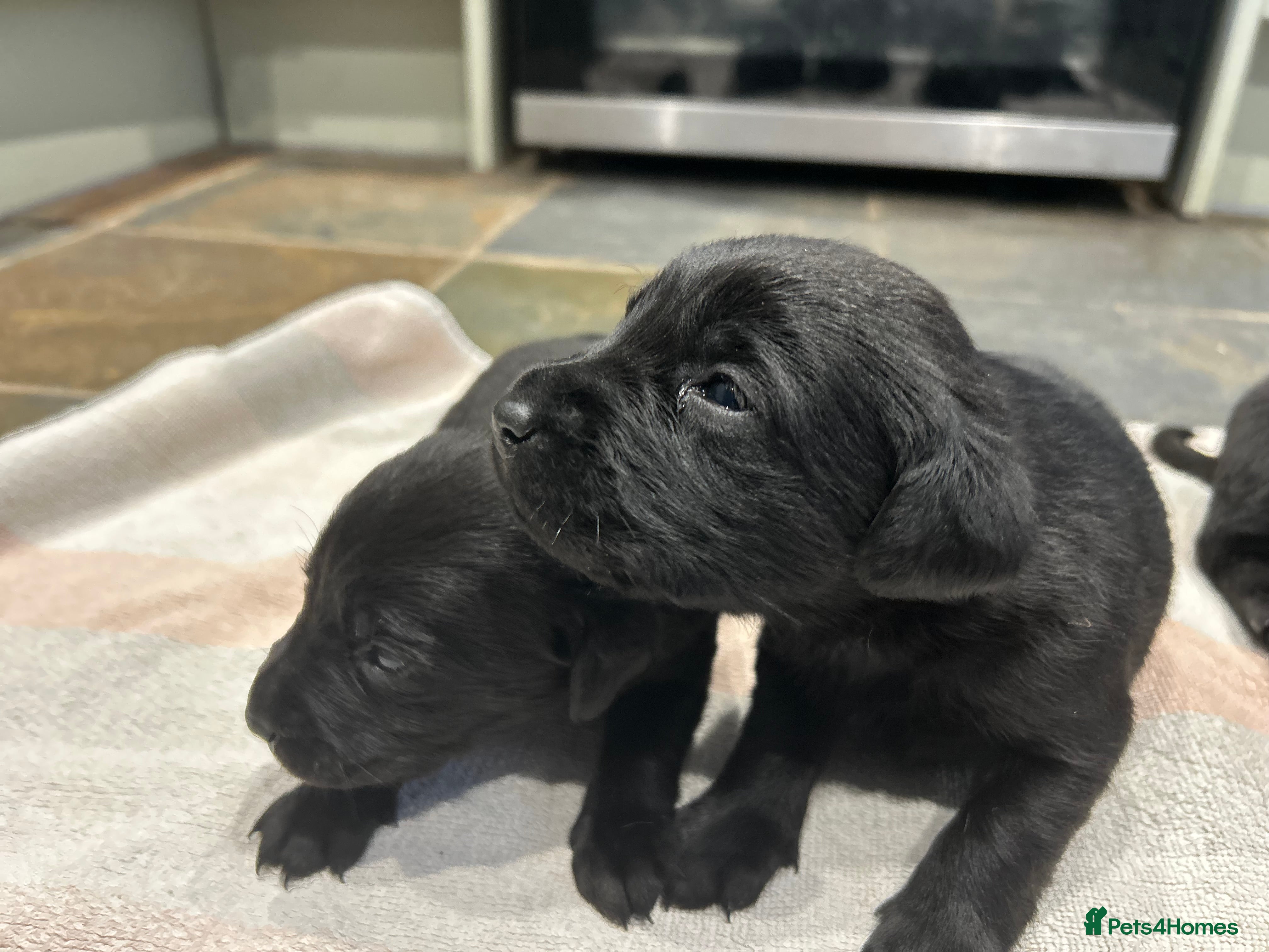 Labrador Retriever dogs Beautiful Black lab puppies - Advert 16