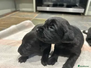 Labrador Retriever dogs Beautiful Black lab puppies - Advert 16
