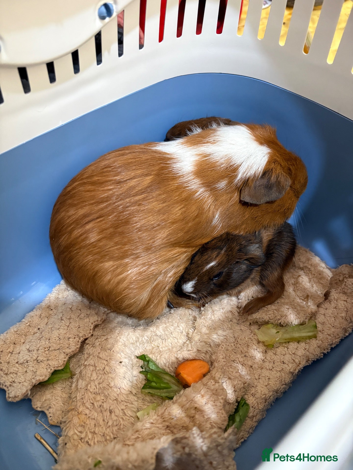 Guinea Pig rodents Baby guinea pigs for sale  - Advert 2