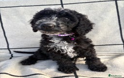 Cockapoo dogs for sale: 🐾STUNNING F1 COCKERPOOS 🐾health tested parents🐾 - Image 19