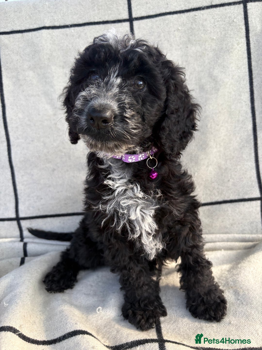 Cockapoo dogs for sale: 🐾STUNNING F1 COCKERPOOS 🐾health tested parents🐾 - Image 19