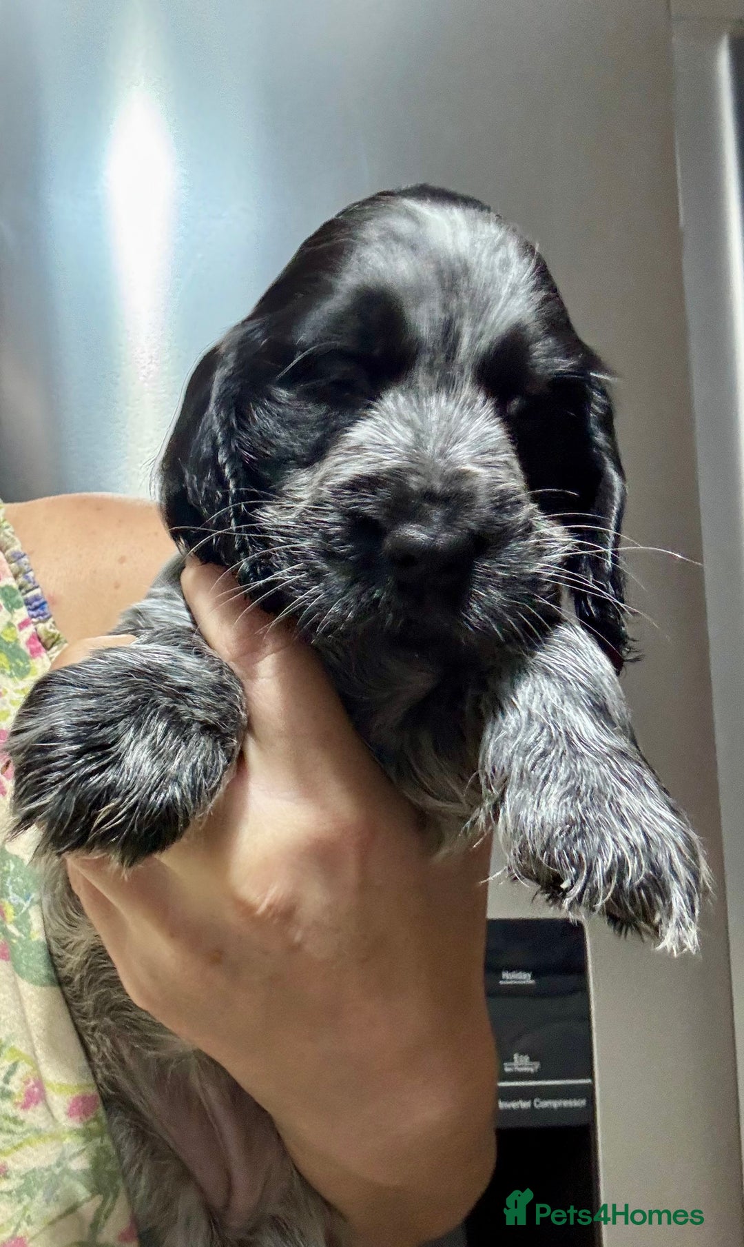 Cocker Spaniel dogs for sale: Show cocker spaniel puppies - Advert 3