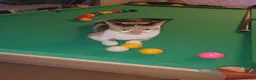 British Shorthair cats for sale: Stunning Kittens Ready For Forever Homes  - Advert 2