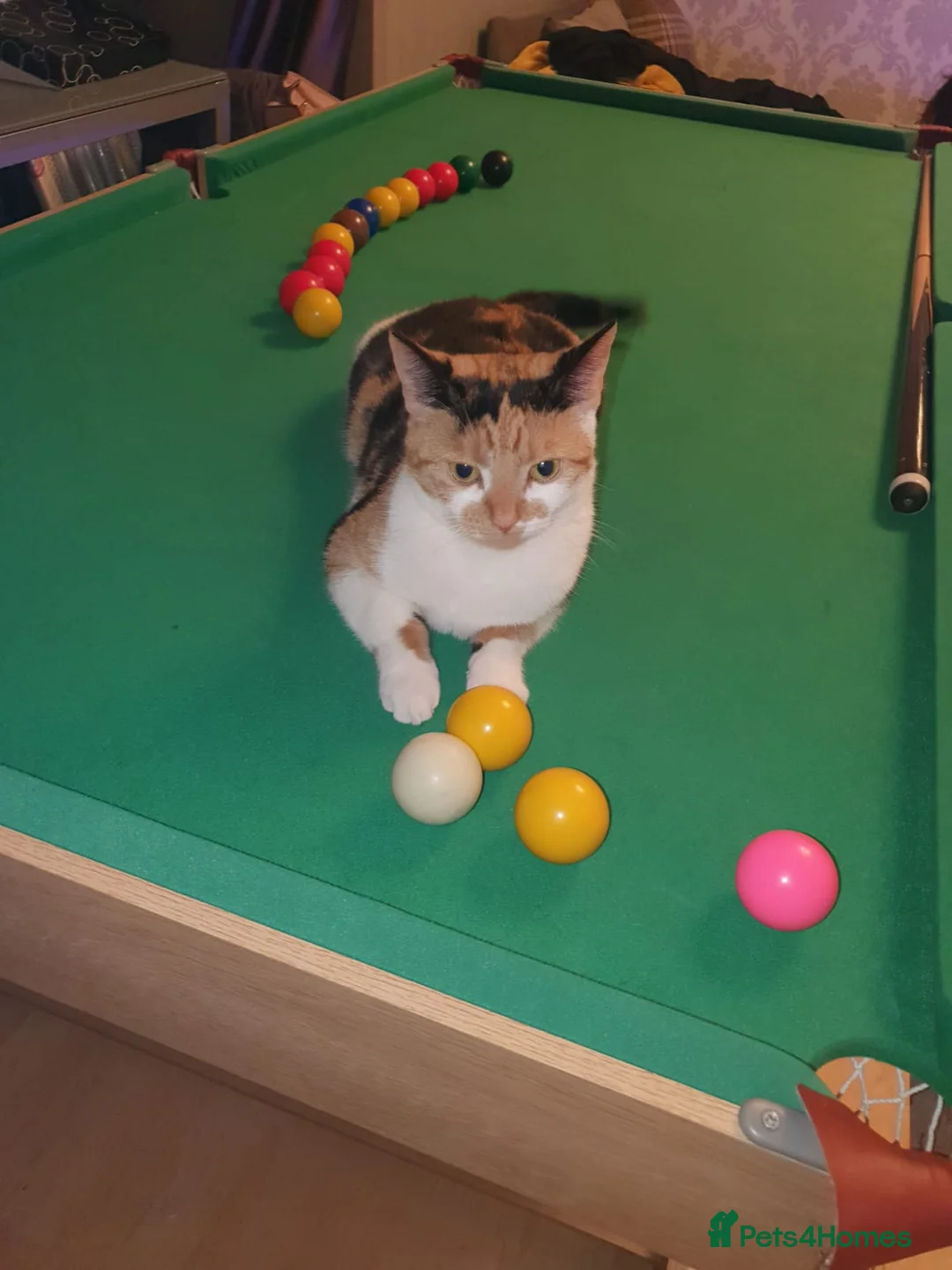 British Shorthair cats for sale: Stunning Kittens Ready For Forever Homes  - Advert 2