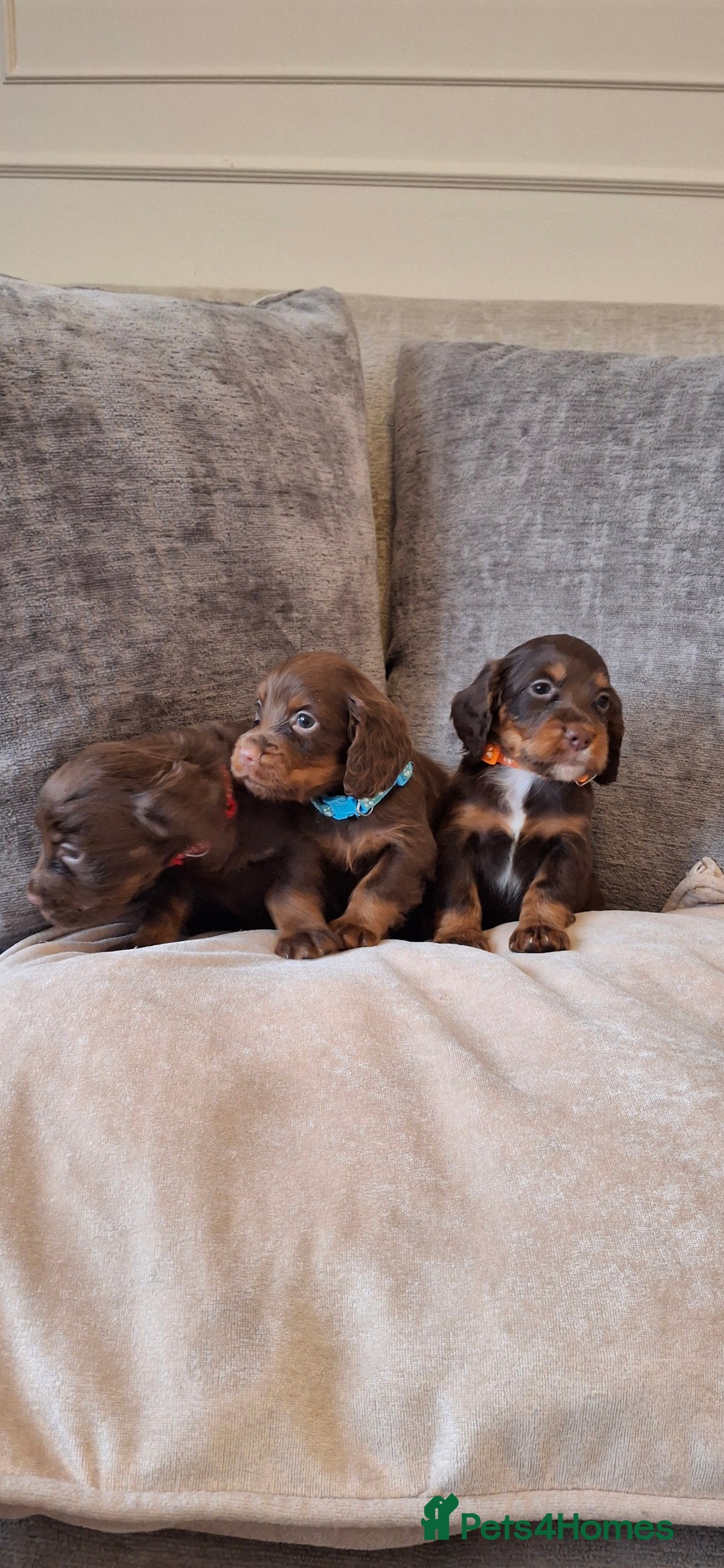 Cocker Spaniel dogs for sale: Kc reg working cocker spaniel puppies  - Advert 7