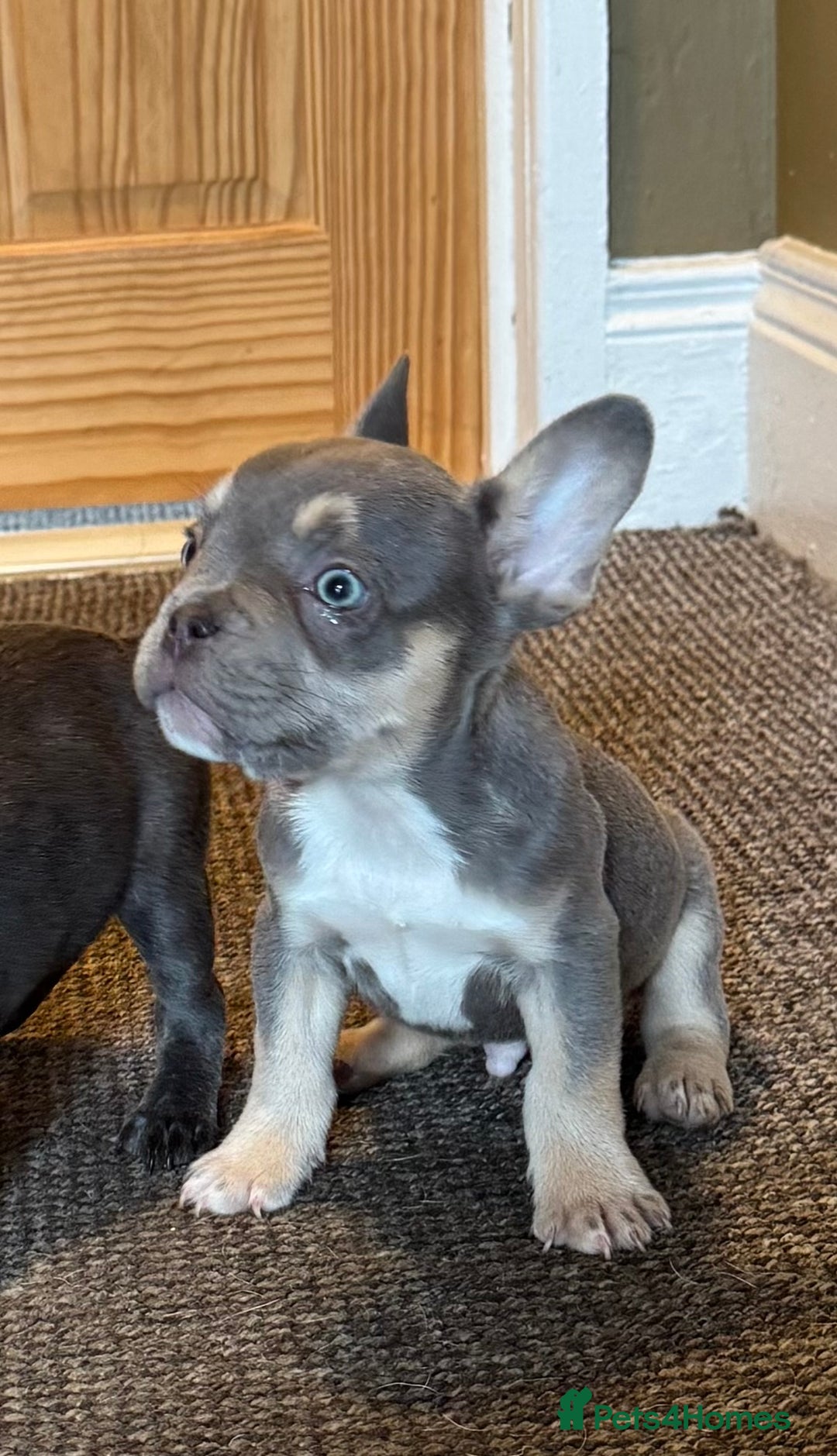 French Bulldog dogs for sale: French bulldog pups KC Reg - Image 9