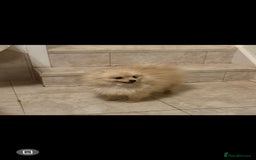 Pomeranian dogs for sale: Male pomerain boys  - Image 5