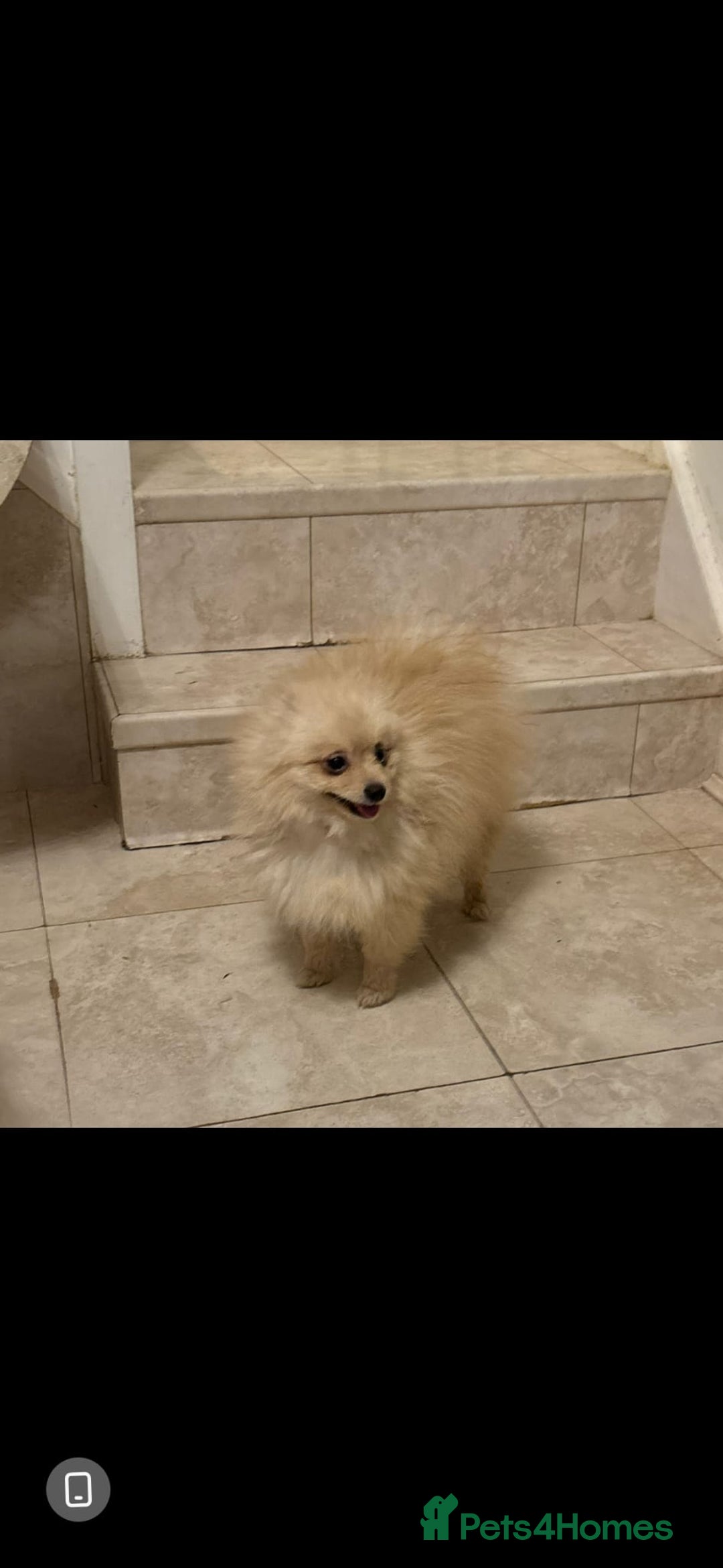 Pomeranian dogs for sale: Male pomerain boys  - Image 5