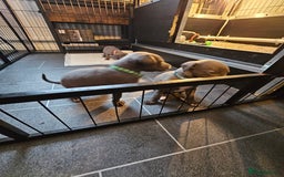 Whippet dogs for sale: excellent litter of Kc reg blue whippet puppies  - Image 20