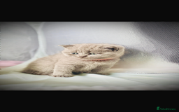 British Shorthair cats for sale: British short hair kittens  - Image 6