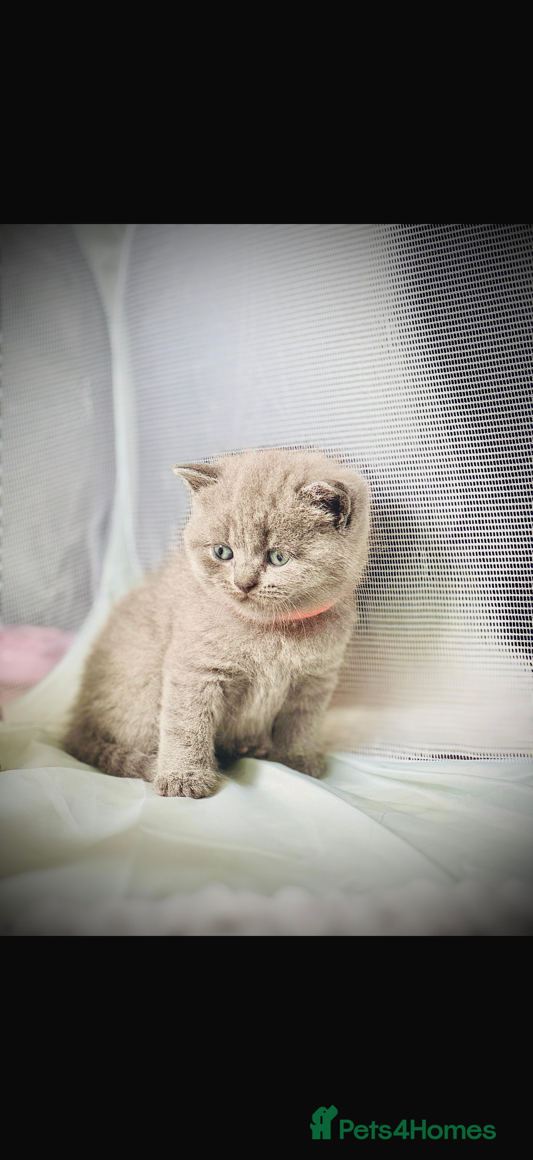 British Shorthair cats for sale: British short hair kittens  - Image 6