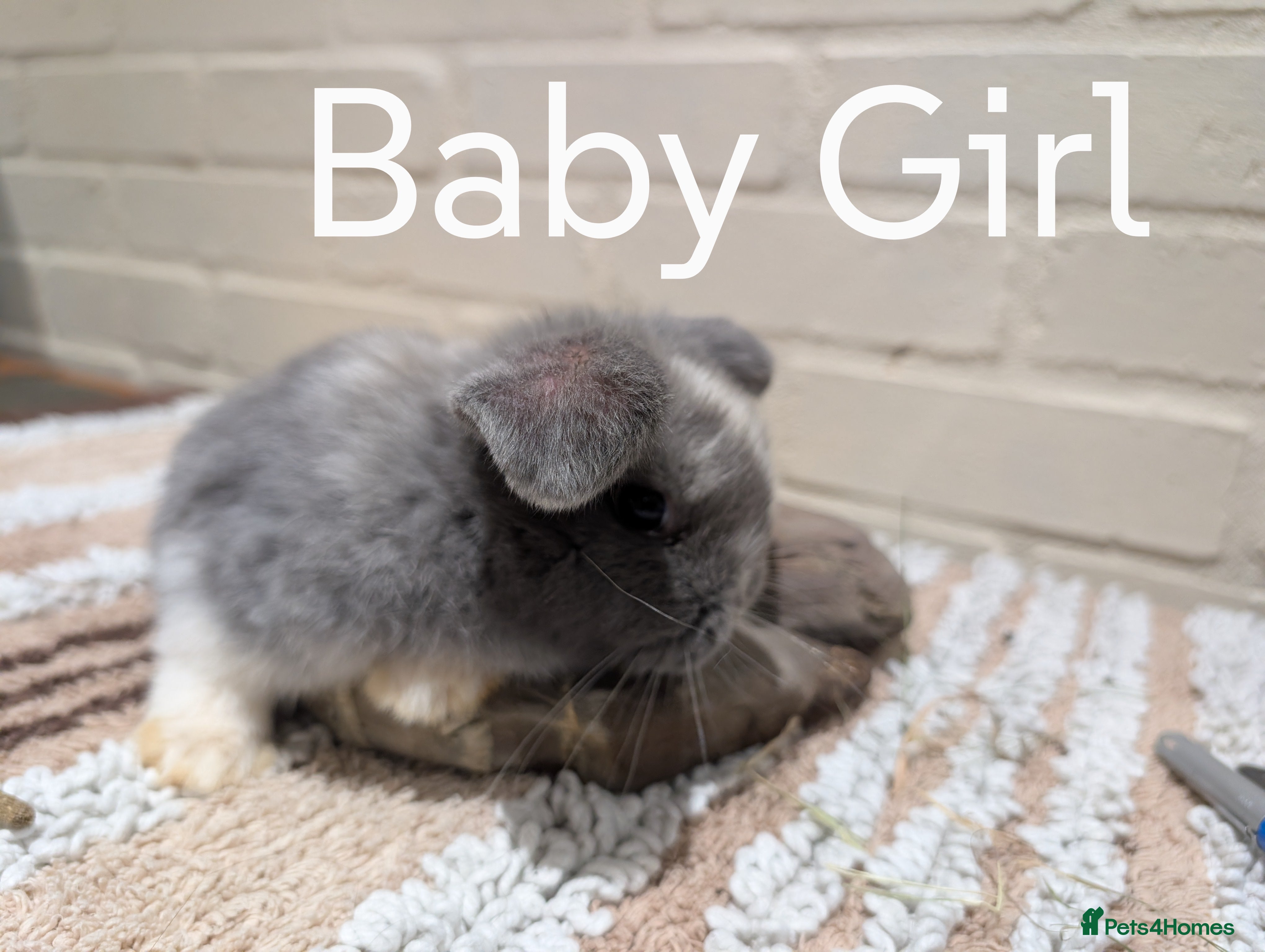 Mini Lop rabbits Mini Lop - Advert 15