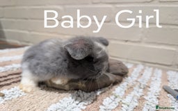 Mini Lop rabbits for sale: Mini Lop - Image 1