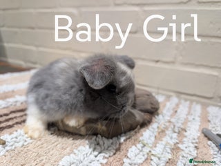 Mini Lop rabbits for sale - Advert 1