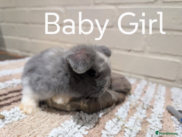 Mini Lop rabbits - Advert 3