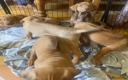 Rhodesian Ridgeback dogs for sale: LADYLIUWA KC REG. LITTER: LAST TWO PUPS FOR SALE in Grantham - Image 26